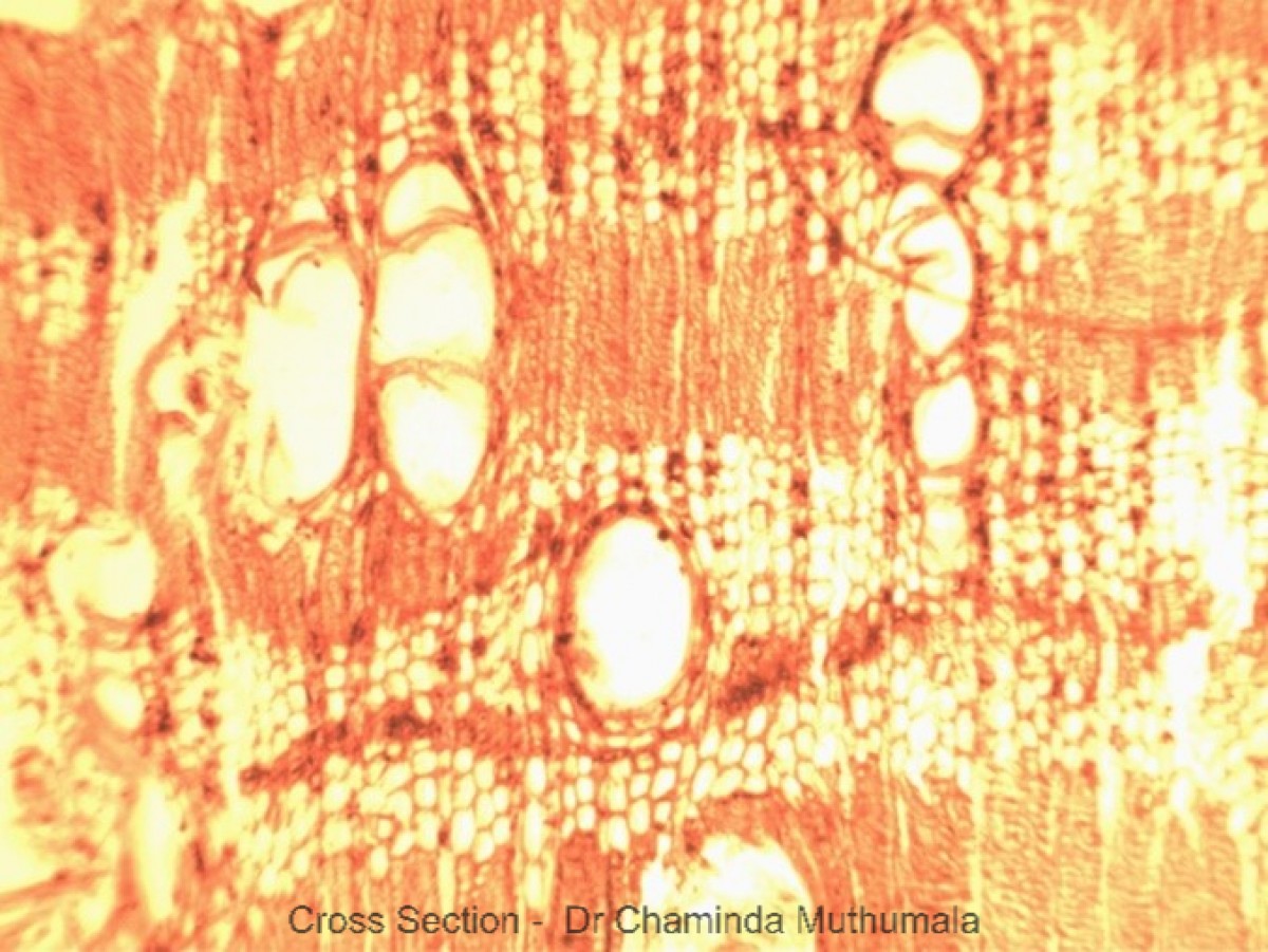Terminalia bellirica (Gaertn.) Roxb.